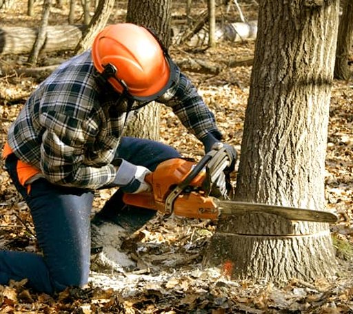 Tree Removal in Mistletoe, KY